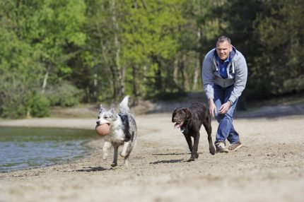 Honden op de Kempervennen