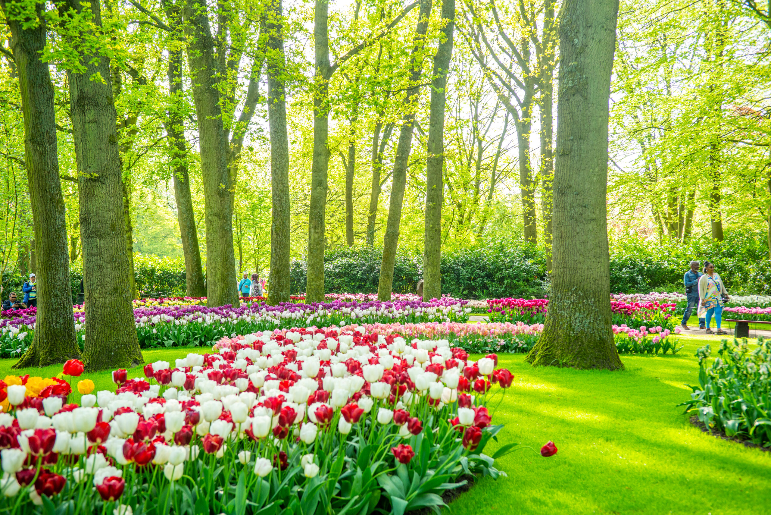Keukenhof a