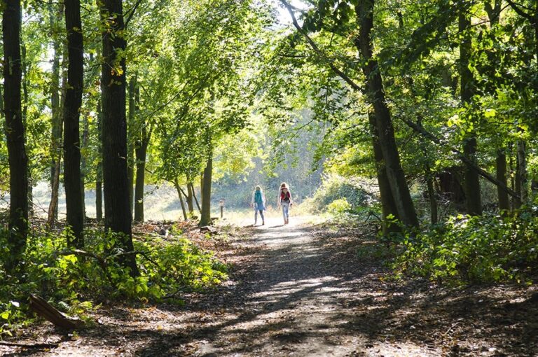 Bossen wandelen