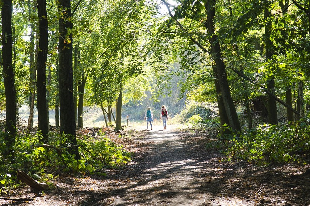 Bossen wandelen