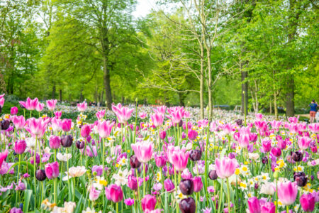 Keukenhof 5
