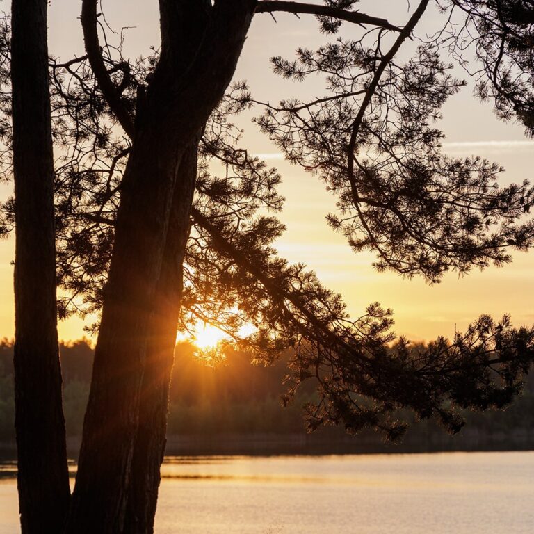 Center parcs het heijderbos natur 07.jpg