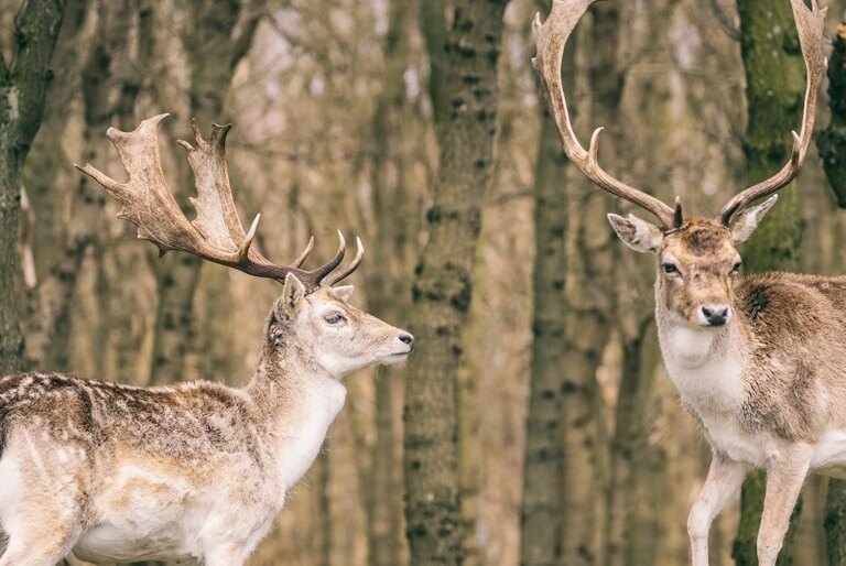 Eifelpark kronenburger see natur 05.jpg