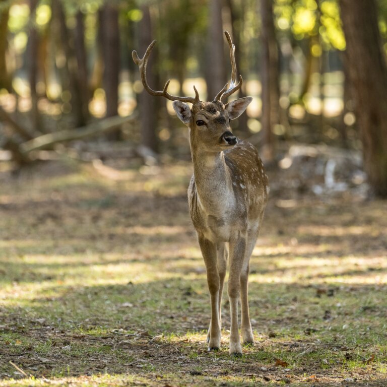 Landal resort haamstede natur 08.jpg