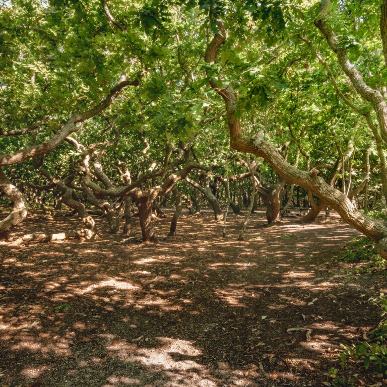 Roompot buitenhof domburg natur 10.jpg