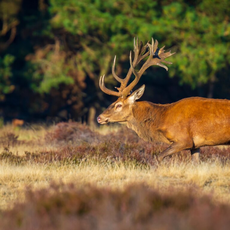 Roompot ferienresort cochem natur 05.jpg