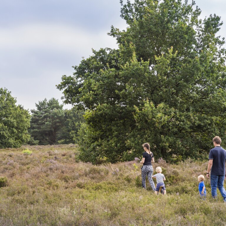 Roompot vakantiepark hunzedal natur 04.jpg